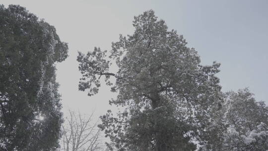 北京雪景 北京下雪