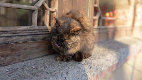 玳瑁猫在阳台休息晒太阳靠近镜头