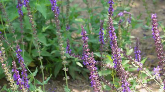 铃兰兰花野花开花