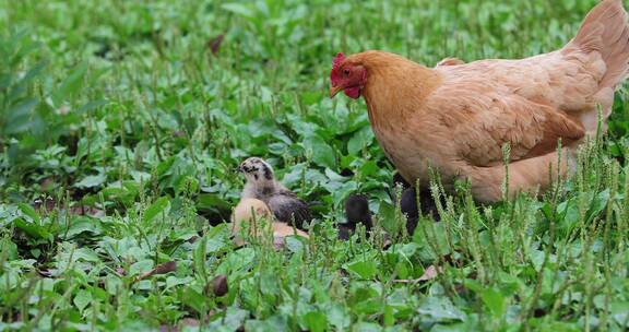 春天农家饲养母鸡孵小鸡