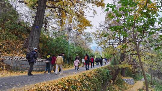 河南嵩县白河镇千年银杏林吸引大批游客赏秋