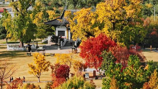 航拍南京江北新区汤泉镇惠济寺千年古银杏树