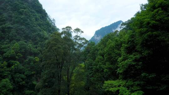 4K航拍壶瓶山山区迷雾缭绕2