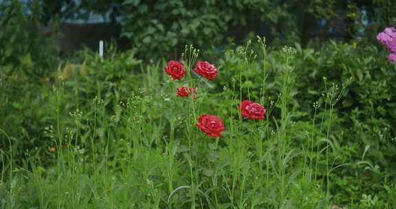 花的视频