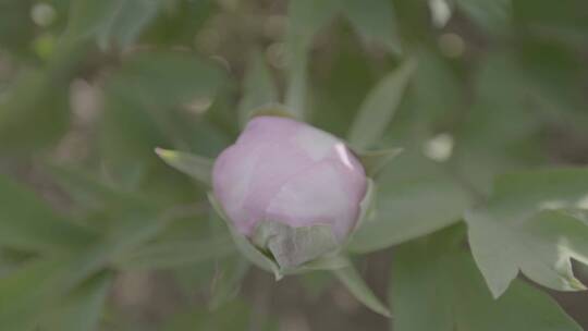 牡丹花种植LOG视频素材