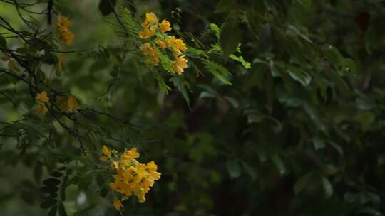 鲜花草木视频素材模板下载