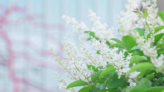 城市中的景观花朵