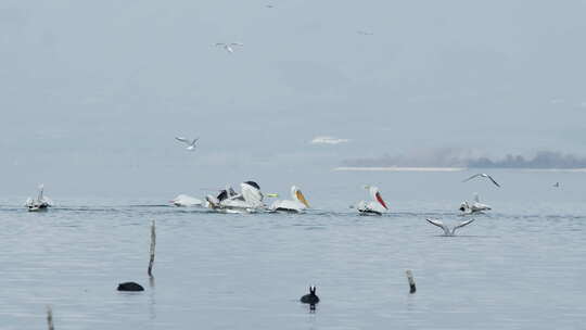 达尔马提亚鹈鹕展翅潜入克尔基尼湖捕鱼视频素材模板下载