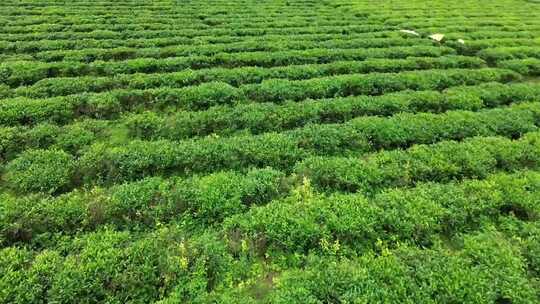 航拍海南白沙茶园视频