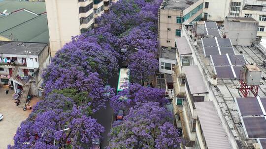 昆明蓝花楹街景