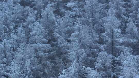 东北冬天暴雪大雪中的林海雪原