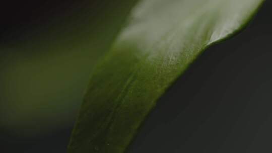 植物，叶子，新鲜度，叶子