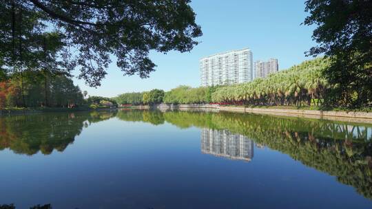 广州流花湖公园棕榈树林与湖景自然风光
