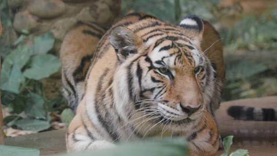 野兽动物园特写凶猛野兽鸟类猛兽猛禽大象视频素材模板下载