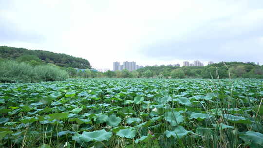 武汉江夏区藏龙岛国家湿地公园