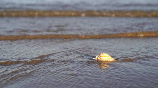 阳光沙滩下海螺贝壳海水浪花海滩沙子夕阳光