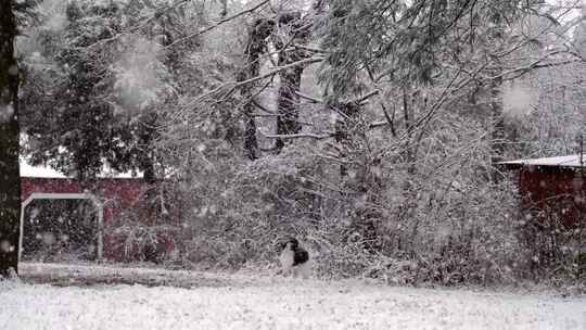 小狗，狗，跑步，下雪