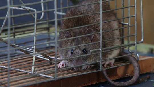 一只棕色老鼠的特写镜头，Rattus n