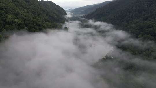树木和森林覆盖的山脉 高山山峰上的雾和云