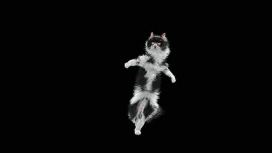 猫跳舞的动画视频素材模板下载