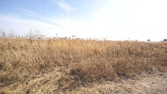 芦苇 湿地 空地 草 芦叶 水 湿地园