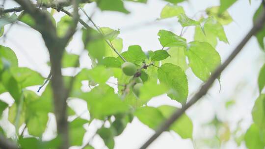 【4k】青梅果树果实树叶蓝天乡村振兴收获