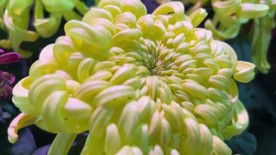 花卉市场菊花君子兰多肉植物卖花绿植