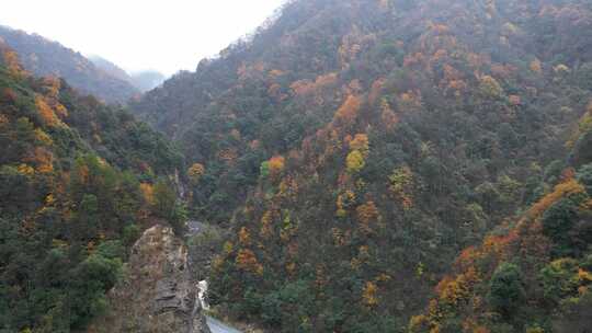 漫山红叶巴中光雾山附近