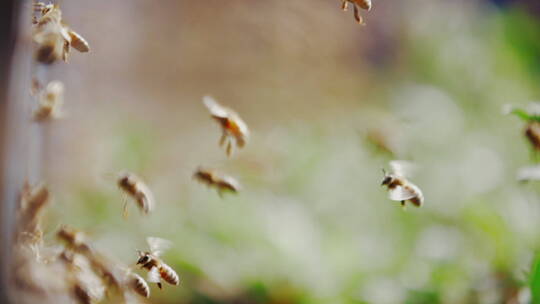 成群蜜蜂飞舞慢镜头