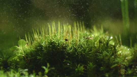 草丛绿草自然微观树叶雨滴升格特写空镜