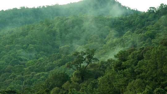 绿色的森林中雾气缭绕延时摄影