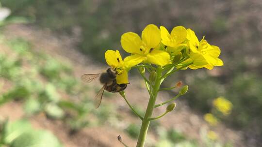 春天油菜花上的蜜蜂
