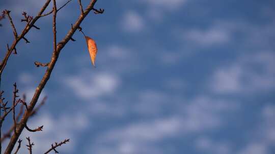 秋天树枝上的一片树叶秋色秋景秋季红叶孤独