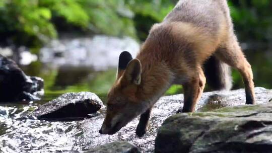 红狐在河边河水