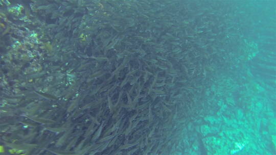 海底的鱼群