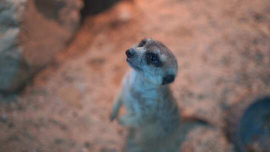 动物园小动物特写狐獴