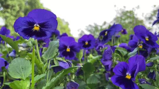 中国的花卉 成都 吴世康 紫色花卉 植物
