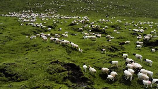 草原上吃草的羊群视频素材模板下载
