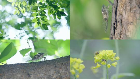 盛夏蝉鸣高清在线视频素材下载