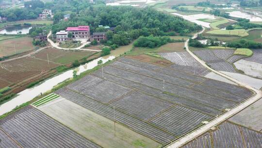 航拍农田耕种经济作物种植退林还耕乡村振兴