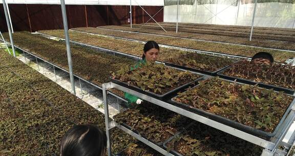 温室大棚内人员种植蔬菜