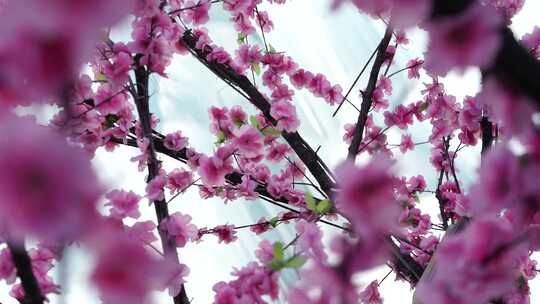 粉艳桃花枝特写春意盎然