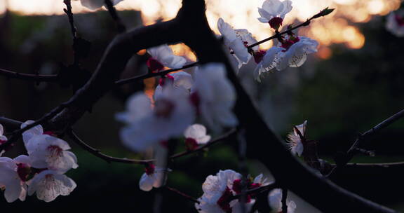 移动轨道拍摄夕阳背景的杏花系列