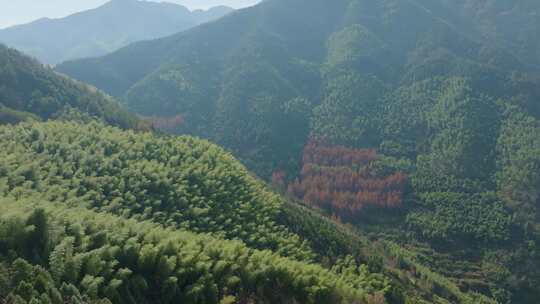 江南竹山竹海竹林竹叶生态环境航拍