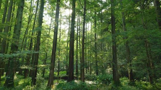 绿色环保森林树林参天大树