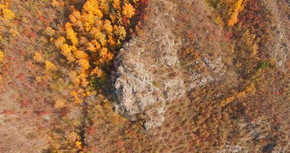 海东市 乐都区 北山林场 秋景 航拍