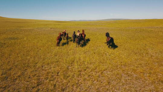 内蒙古草原骏马奔跑