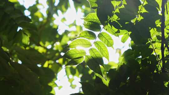 阳光穿过树叶绿叶视频素材模板下载