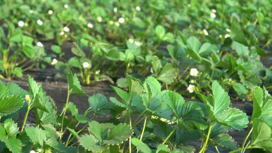 草莓 成长中的草莓 未结果草莓 大棚草莓