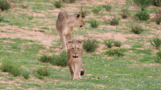 南非克鲁格国家公园草原上漫步的雌狮。静态